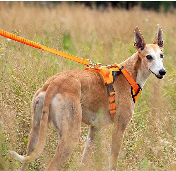 HKM-2172733 Adjustable Nylon Thoracolumbar Band for Medium and Large Dogs