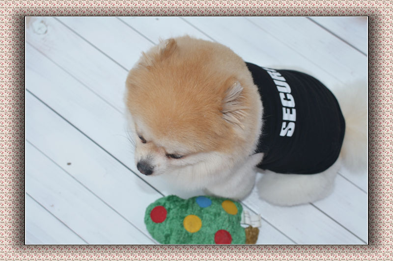 HKM-2321597 Lightweight Cotton Black Dog Vest for Spring and Summer Wear