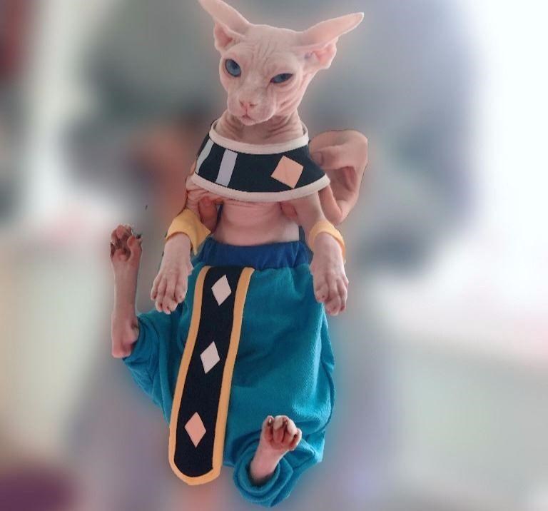 HKM-2322365 Trendy Blue Cat Clothes for Hairless Cats - Comfortable Cotton Suit for All Ages