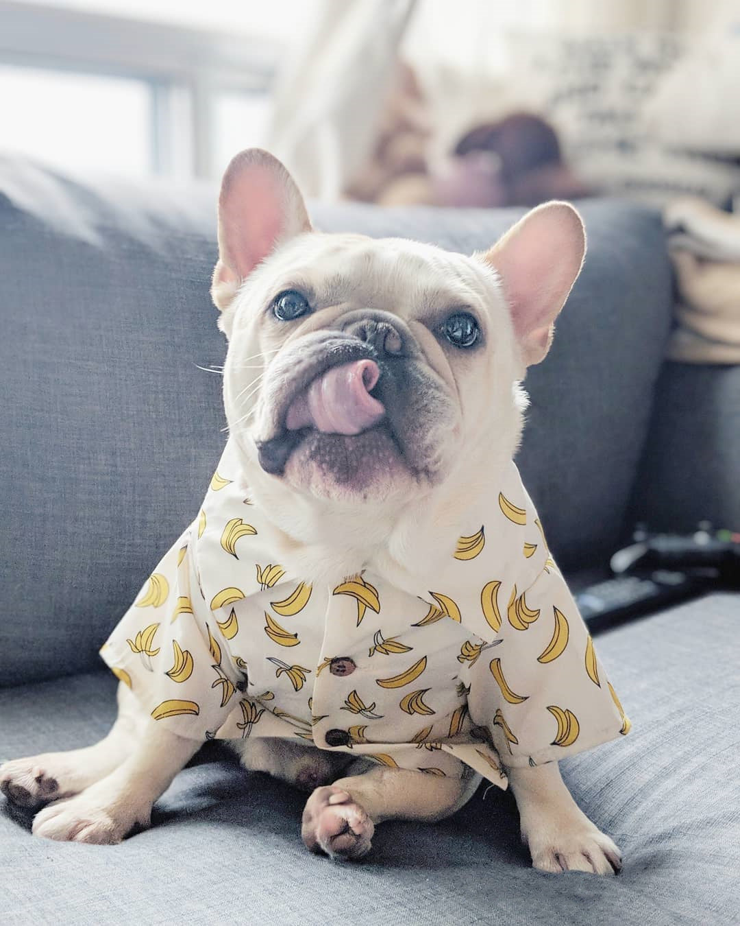 HKM-2341437 Summer Printed Cotton Shirts for Small Dogs - Green Leaf, Banana, Denim - Multiple Sizes Available