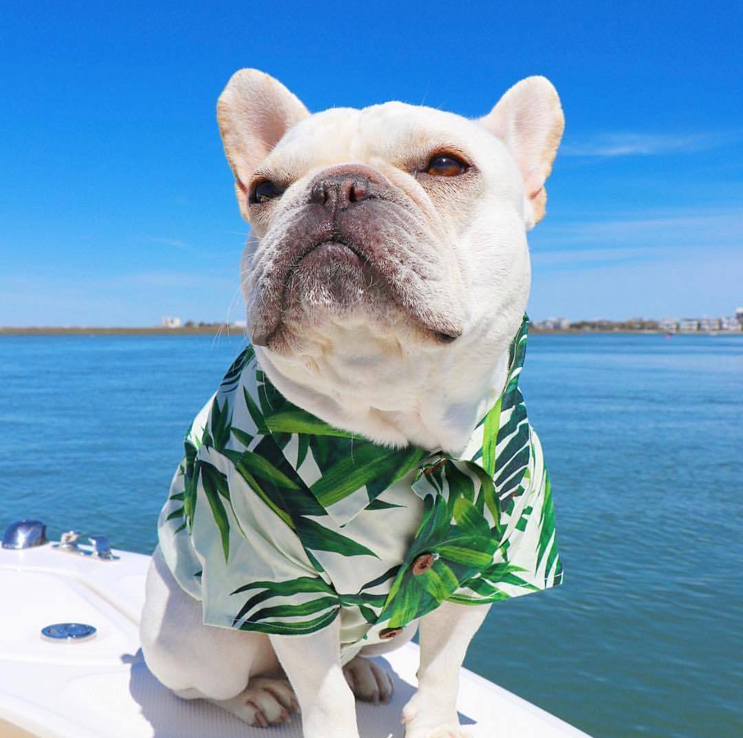 HKM-2341437 Summer Printed Cotton Shirts for Small Dogs - Green Leaf, Banana, Denim - Multiple Sizes Available