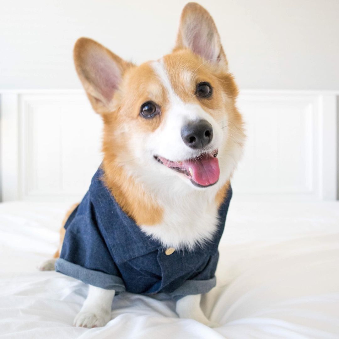 HKM-2341437 Summer Printed Cotton Shirts for Small Dogs - Green Leaf, Banana, Denim - Multiple Sizes Available
