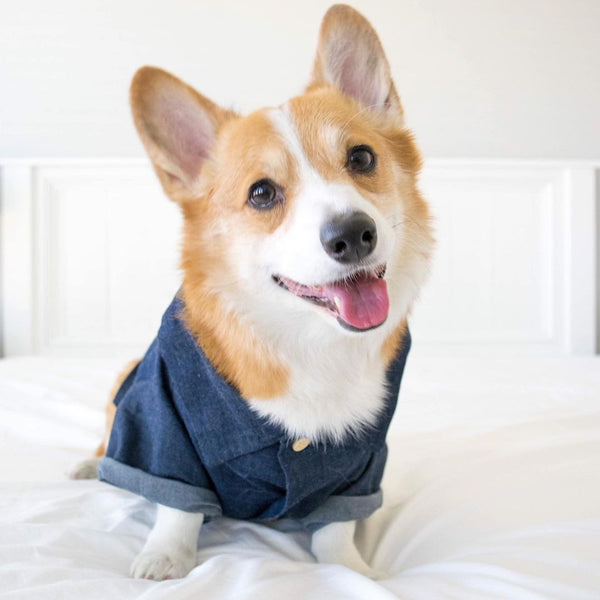 HKM-2341437 Summer Printed Cotton Shirts for Small Dogs - Green Leaf, Banana, Denim - Multiple Sizes Available