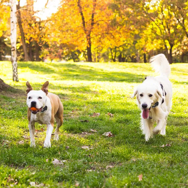 HKM-2359997 Wireless Electric Dog Fence System with Adjustable Shock Collar for Small to Large Dogs