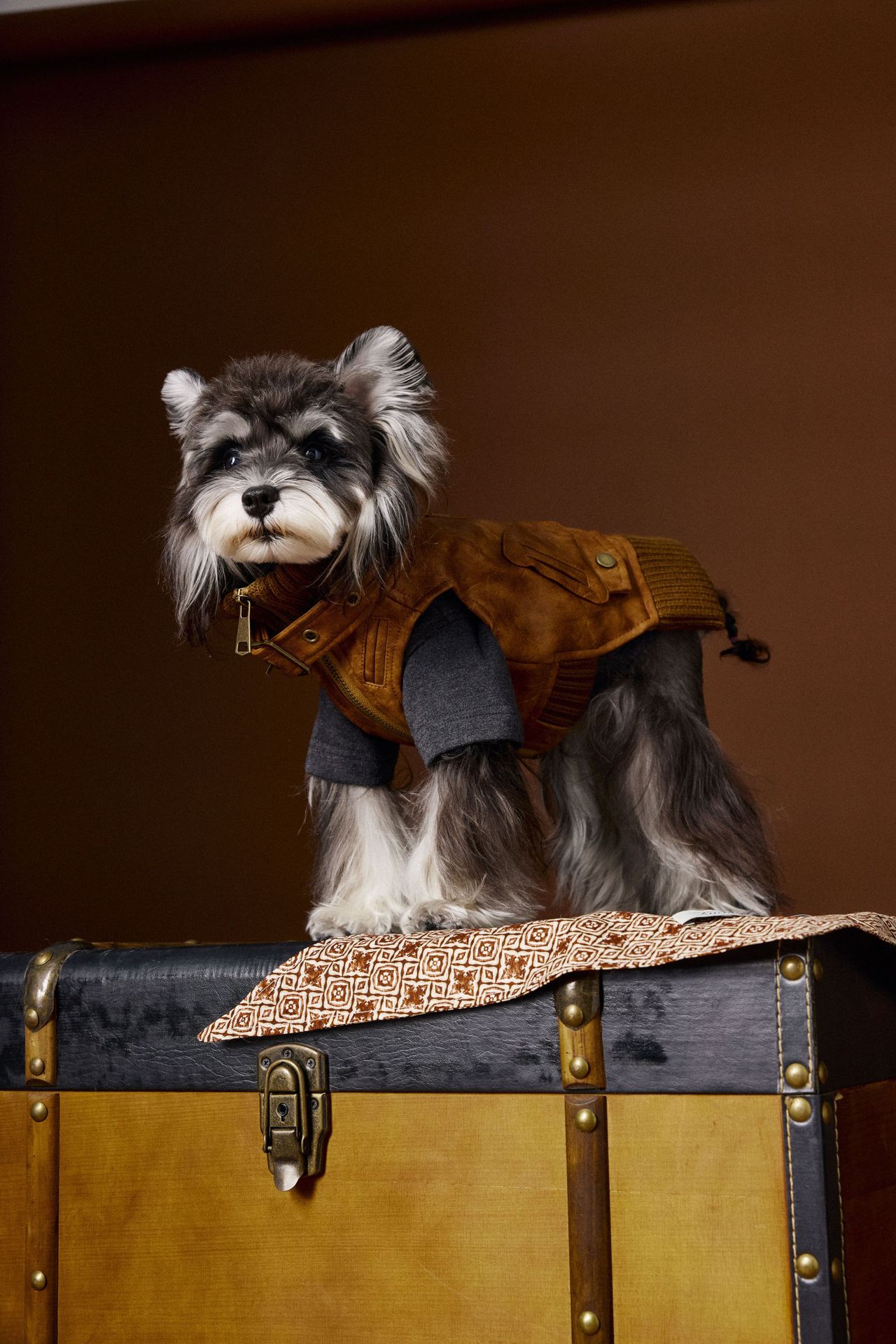 HKM-2380349 Schnauzer Teddy Bichon Retro Sleeveless Leather Vest for Pets - Size XS to XXL