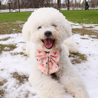 HKM-2443325 Valentine's Day Themed Dog Walking Suit with Collar, Bow, and Leash - Various Styles Available