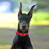 HKM-2446909 Reflective Nylon Dog Collars with Traction Belt - Medium to XL Sizes Available
