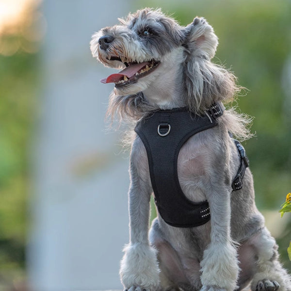 HKM-2461885 Pet Safety Vest with Adjustable Breast Strap and Hand Holding Rope - Available in Purple and Black