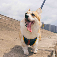 HKM-2625725 Adjustable Dog Chest Strap Leash for Comfortable and Breathable Fit