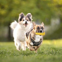 HKM-2710717 Durable Squeaky Dog Chew Toy for Aggressive Chewers - Interactive Corn Stick Design for Medium and Large Breeds