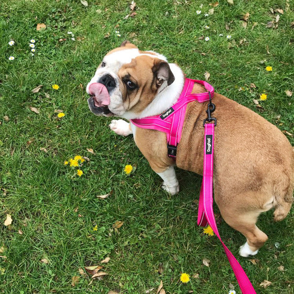 HKM-2822333 Pet Chest Strap with Flap and Comfortable Lining for Dog Leash, Available in Multiple Colors and Sizes