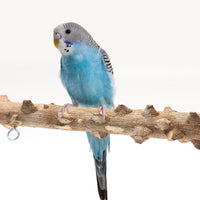 HKM-282451 Interactive Bird Playground Stand with Solid Wood Frame and Metal Accessories