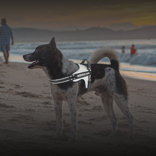 HKM-2828093 Durable Dog Traction Rope Vest for Medium and Large Dogs ¨C Adjustable Chest Strap in Various Colors