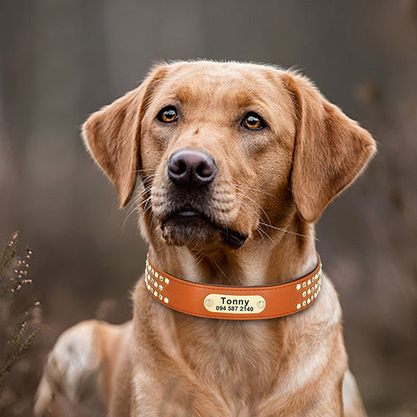 HKM-2869309 Customizable Dog Collar for Large Breeds - Adjustable Sizes and Stylish Colors, Perfect for Labradors and Golden Retrievers