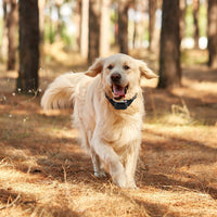 HKM-2917053 990FT Range Dog Training Collar with Waterproof Receiver, 3 Training Modes and Rechargeable Battery