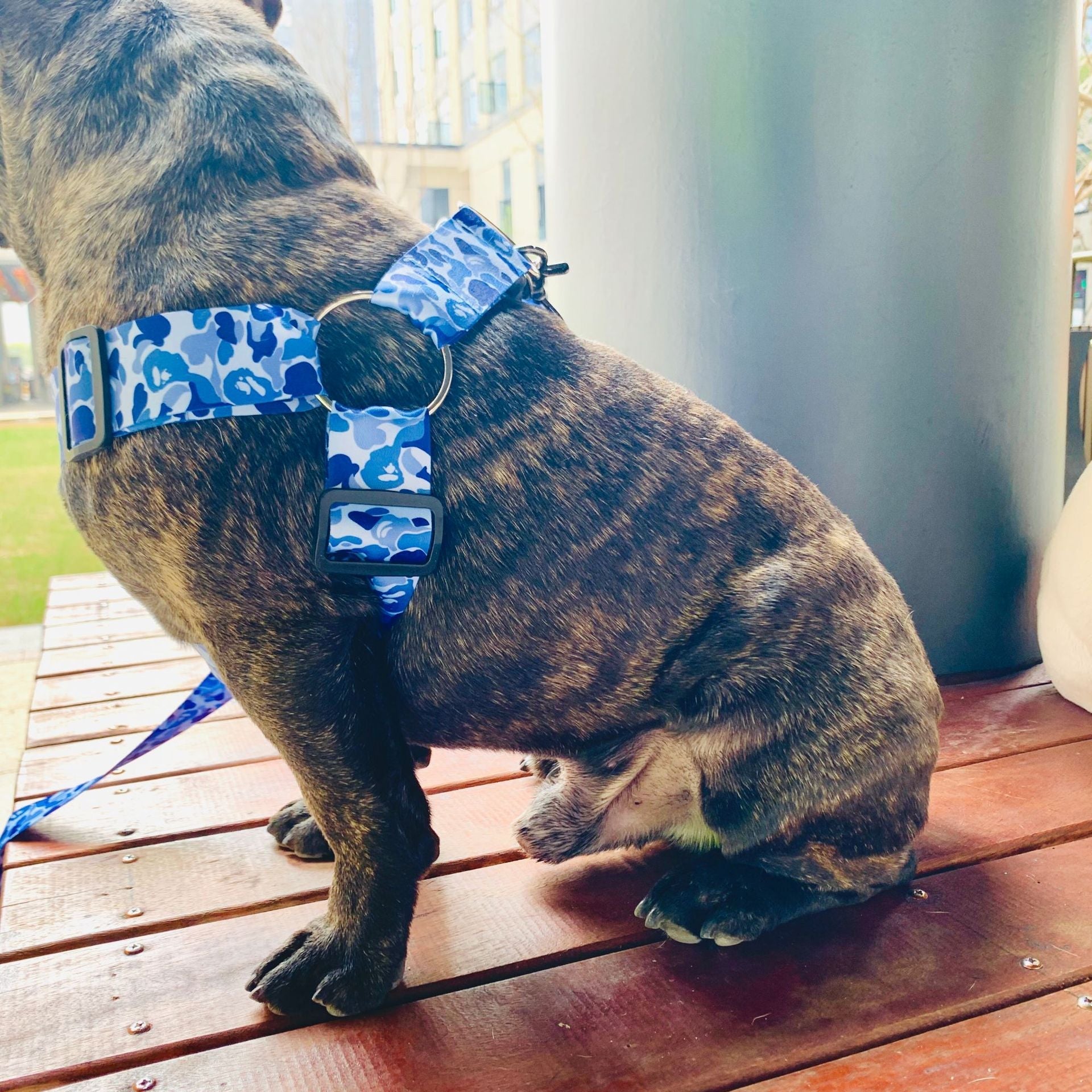 HKM-2920637 Adjustable Chest Strap and Leash for Schnauzers - Durable Polyester, Blue & Fluorescent Options