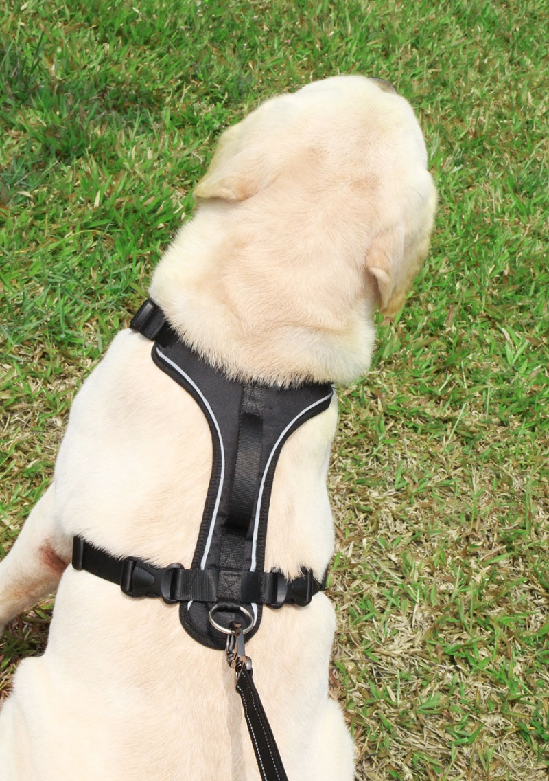 HKM-2959165 Reflective Thoracolumbar Chest Band for Medium and Large Dogs - Durable Nylon Design