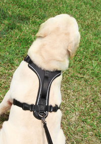 HKM-2959165 Reflective Thoracolumbar Chest Band for Medium and Large Dogs - Durable Nylon Design