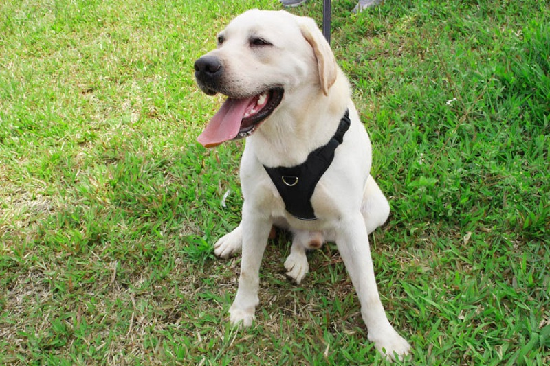 HKM-2959165 Reflective Thoracolumbar Chest Band for Medium and Large Dogs - Durable Nylon Design
