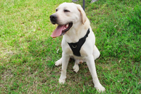 HKM-2959165 Reflective Thoracolumbar Chest Band for Medium and Large Dogs - Durable Nylon Design