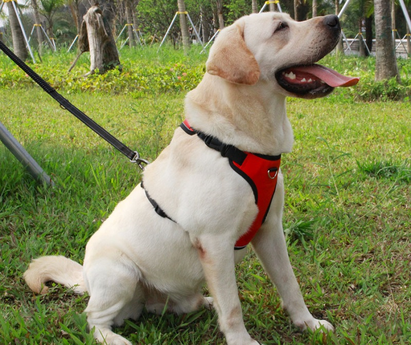 HKM-2959165 Reflective Thoracolumbar Chest Band for Medium and Large Dogs - Durable Nylon Design