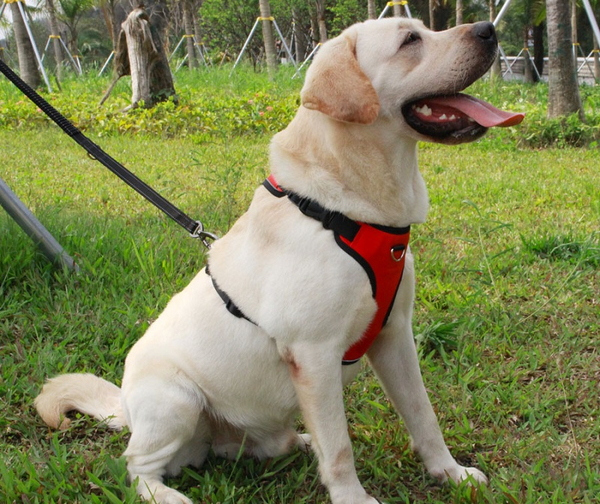 HKM-2959165 Reflective Thoracolumbar Chest Band for Medium and Large Dogs - Durable Nylon Design