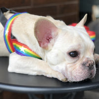 HKM-2965437 Rainbow Nylon Dog Leash with T-Type Chest Strap for Small to Medium Dogs