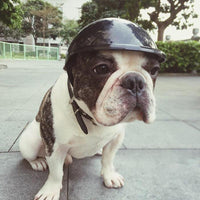 HKM-2966461 Pet Safety Helmet for Small to Large Pets - Durable ABS, Multi-Color Options Available