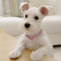 HKM-2984893 Bling Rhinestone Adjustable Dog and Cat Collar with Metal Pendant for Small Pets