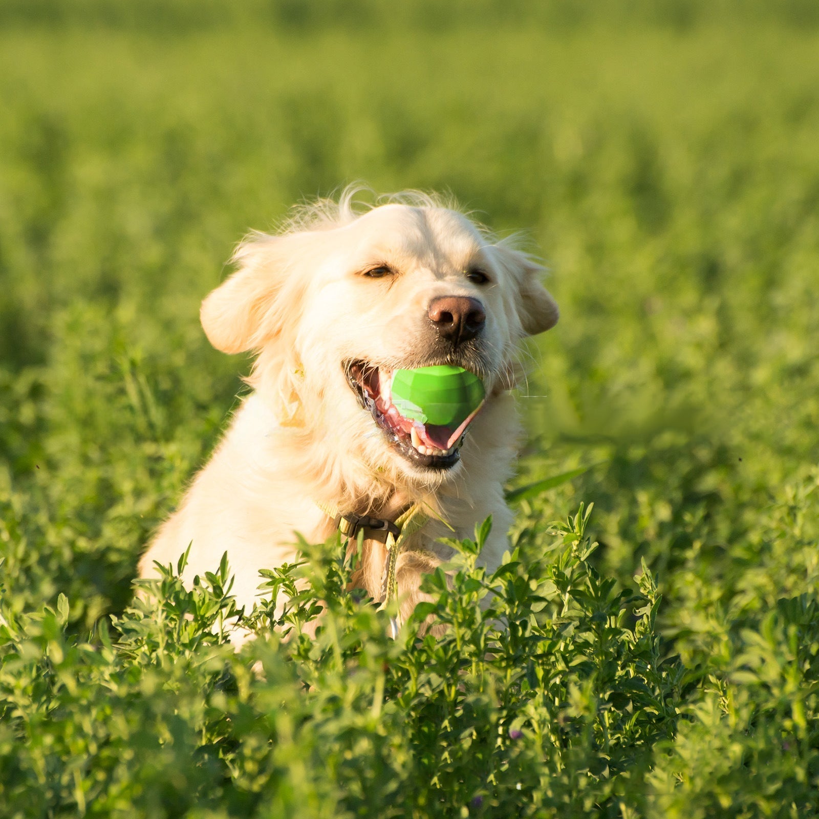 HKM-3067197 Durable Beef Flavor Squeaky Chew Toy for Medium to Large Dogs - Non-Toxic Rubber, Interactive Fetch Ball
