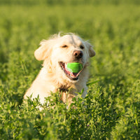 HKM-3067197 Durable Beef Flavor Squeaky Chew Toy for Medium to Large Dogs - Non-Toxic Rubber, Interactive Fetch Ball