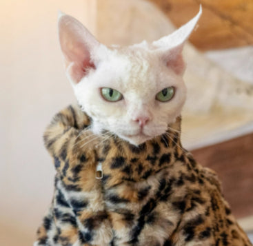 HKM-3091517 Fluffy Leopard Print Cat Coat - Short Plush Fur Clothing for Hairless Cats