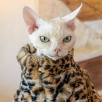 HKM-3091517 Fluffy Leopard Print Cat Coat - Short Plush Fur Clothing for Hairless Cats