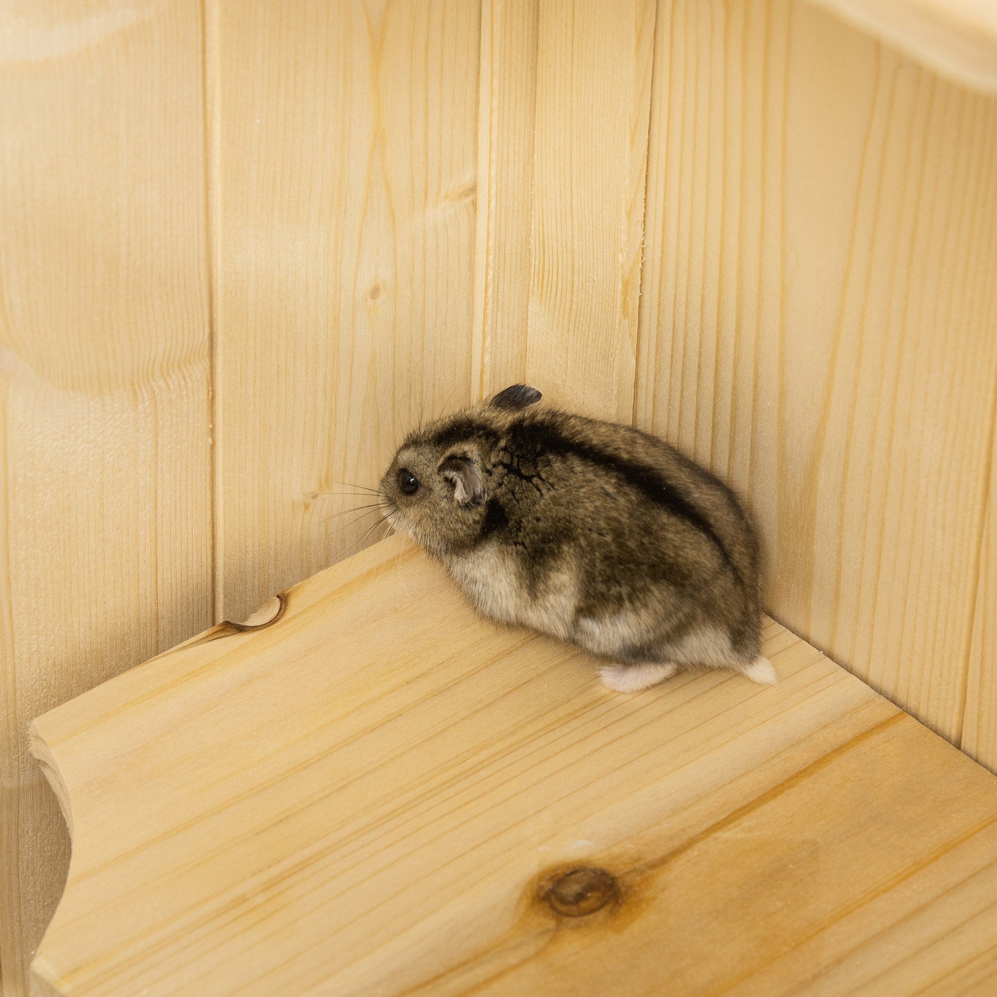 HKM-3111869 5-Tier Wooden Hamster Cage with Openable Top and Storage Shelf for Small Pets