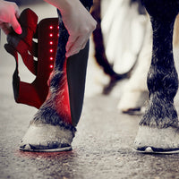 HKM-3115581 Red Light Infrared Phototherapy Device for Horse Leg Recovery and Wound Healing