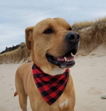 HKM-3121341 Classic Plaid Dog Scarf and Saliva Towel in Red/Black or Black/White - S & M Sizes Available
