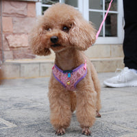 HKM-3221309 Fashionable Lace Mesh Pet Traction Rope in Blue, Purple, and Rose - Available in Multiple Sizes