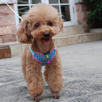 HKM-3221309 Fashionable Lace Mesh Pet Traction Rope in Blue, Purple, and Rose - Available in Multiple Sizes