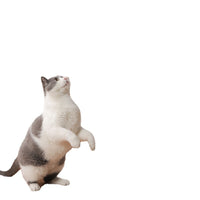 HKM-3249853 Replaceable Feather Cat Stick Toy with Handheld Rod and Accessories