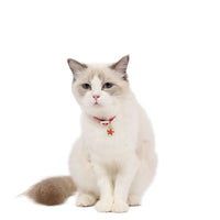 HKM-3262525 Adjustable Flower Pattern Pet Collar with Hollow Bell in Multiple Colors