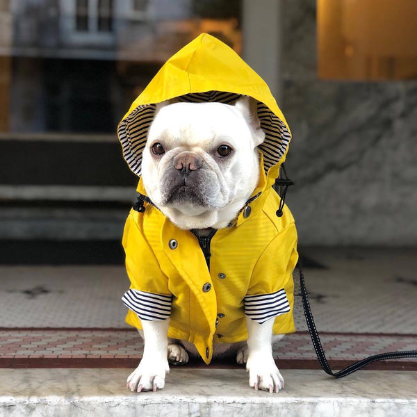 HKM-3279421 Padded Waterproof Dog Raincoat with Retro British Style in Yellow