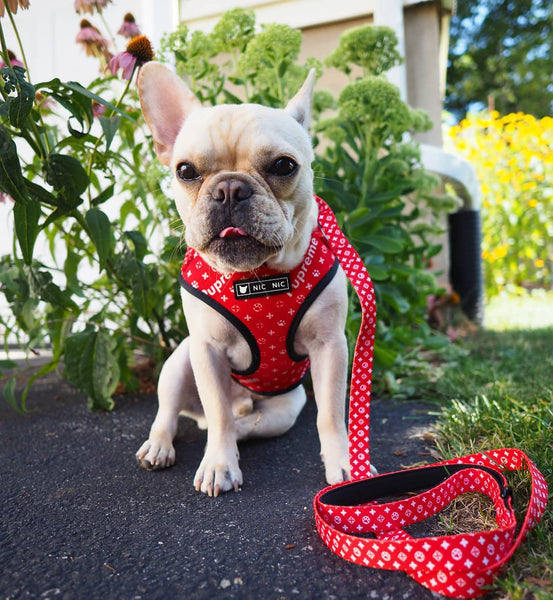 HKM-3325373 Breathable Mesh Dog Chest Harness with Leash - Available in Multiple Sizes and Colors