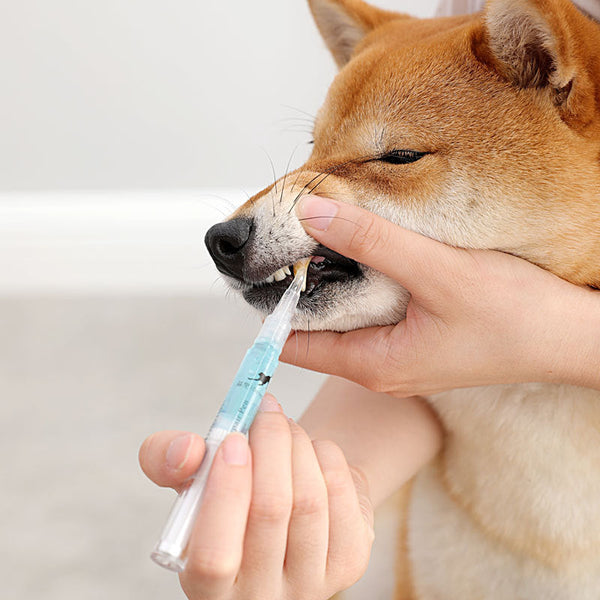 HKM-3372221 Pet Teeth Cleaning Pen Kit for Dogs and Cats - 2-Piece Tartar Removal and Gum Care Set