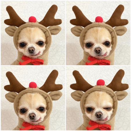 HKM-3381181 Cute Fruit-Themed Hoodies for Small Dogs - Winter Fleece Pet Clothing for Puppies and Kittens