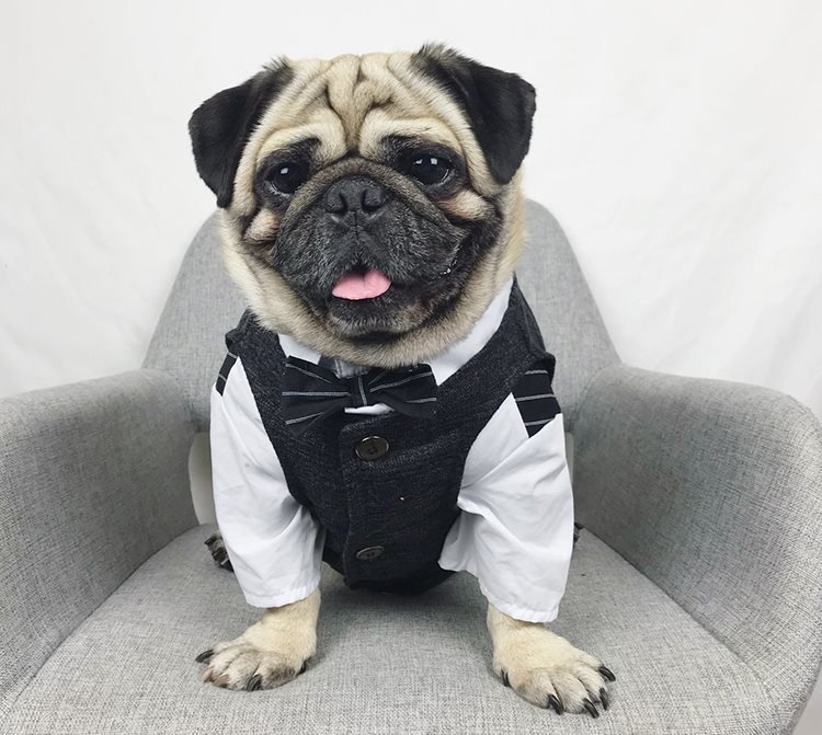 HKM-3407293 Casual Coral Fleece Pet Wedding Suit for Dogs - Available in Multiple Sizes
