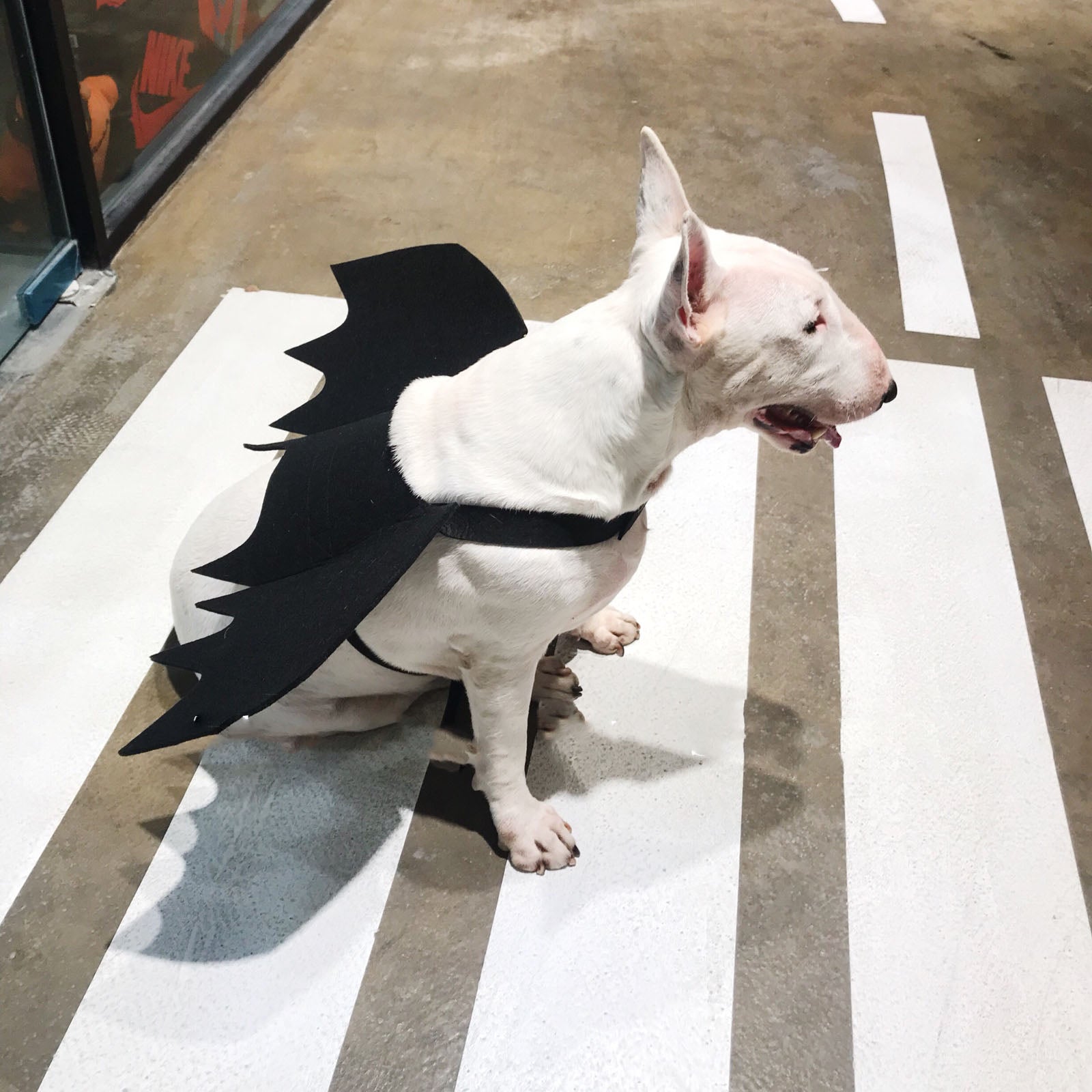 HKM-3443261 Pet Bat Wings Dog Costume Accessory for Small, Medium, and Large Pets