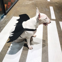 HKM-3443261 Pet Bat Wings Dog Costume Accessory for Small, Medium, and Large Pets