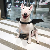HKM-3443261 Pet Bat Wings Dog Costume Accessory for Small, Medium, and Large Pets