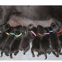 HKM-3459133 Adjustable Rainbow Velcro Identification Collar for Kittens and Puppies, Soft Nylon, Perfect for Newborn Pets