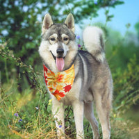 HKM-3481789 Thanksgiving Turkey Pet Costume for Small to Medium Pets - Fits Neck Circumference 25-48CM